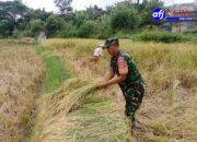 Babinsa Desa Kubang Bantu Petani Panen Raya