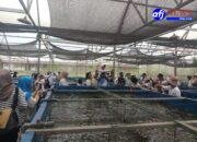 Pertanian Modern Terpadu DW FARM Di Kunjungi Anak Sekolah TK Untuk Eduwisata