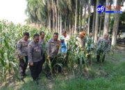Kapolres Pelabuhan Belawan Tinjau Ladang Jagung Ketahanan Pangan Polres Pelabuhan Belawan
