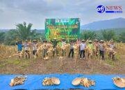 Dukung Ketahanan Pangan PT Siringo-ringo Bersama Polres dan Pemerintah Daerah Labuhanbatu Gelar Panen Perdana Jagung