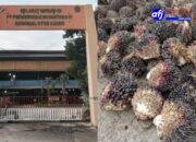 PKS PTPN 4 Ajamu Diduga Beli Sawit Mentah, Manager Enggan Beri Komentar