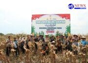 Polres Pelabuhan Belawan Gelar Panen Raya Jagung Serentak Dukung Program Ketahanan Pangan Presiden Prabowo Subianto