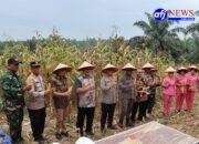 Panen Raya Jagung Serentak Kuartal ll Tahun 2925: “Presiden Republik Indonesia Pimpin Secara Virtual”,  Asahan Laksanakan Zoom di PT Pulau Maria Jaya