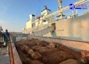 Komitmen Layanan Livestock Pelindo Kawal Ketahanan Pangan Nasional