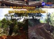 Albert Hutagaol: Kepada  Bupati Labuhanbatu Utara Dan Instansi Terkait Untuk Segera Ditindak Tegas Dalam Kasus Pengerusakan Hutan Hajoran.