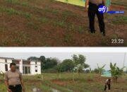 Kapolsek Kresek Bersama Kelompok Tani Melaksanakan Perawatan Lahan Yang Sudah Ditanami Jagung