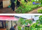 Bhabinkamtibmas Polsek Balaraja Polresta Tangerang Giat Pemanfaatan Lahan Sektor Ketahanan Pangan (Sayuran Cabe ) di Desa Tobat 51