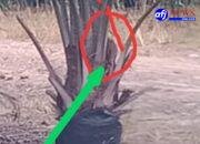 Diduga Rugikan Negara Ratusan Juta Rupiah, Biaya Perawatan Bibit Sawit Lewat Umur di PTPN IV Kebun Marsel Jadi Sorotan.