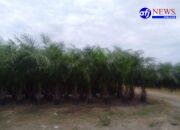 Proyek Pembibitan Sawit PTPN IV Kebun Marsel Diduga Sarat Penyimpangan, LMR RI: Bibit Lewat Umur Sudah Berbuah Dompet.