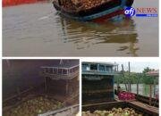 Pertamina Klarifikasi Peran Kapal KM. M. AGUNG JAYA. 02 diduga Tidak Memiliki Persyaratan Angkut Kapal Melon ( Gas Subsidi LPG 3 Kg) ‎Dalam Distribusi LPG di Kabupaten Karimun.