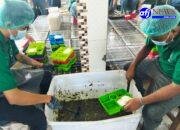 Lapas Rantauprapat Terapkan Pengawasan Ketat Bahan Makanan yang Disajikan Bagi Warga Binaan Sesuai Mutu dan Kualitas