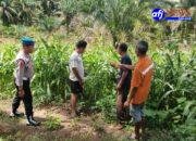 Dukung Program Pemerintah Kanit Provost Polsek Silangkitang Cek Tanaman Jagung Milik Kelompok Tani