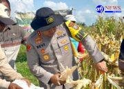 Kapolres Asahan Hadiri Panen Jagung Kuartal IV 2025, Dukung Swasembada Pangan di Rawang Panca Arga