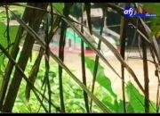 Dugaan Keterlibatan Kapolsek  dalam Aktivitas PETI di Nanga Taman Sekadau Muncul, Kapolres Tutup Mata….??