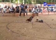 Judi Sabung Ayam Diduga Berjalan Mulus di Nanga Danau, Publik Desak Aparat Jangan Hanya Jadi Penonton