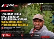 12 Tanaman Diduga Ganja Ditemukan di Kosihilapok Jayawijaya, Warga Diimbau Jauhi Penyalahgunaan Narkotika