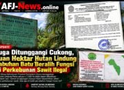 Diduga Ditunggangi Cukong, Ribuan Hektar Hutan Lindung di Labuhan Batu Beralih Fungsi Jadi Perkebunan Sawit Ilegal