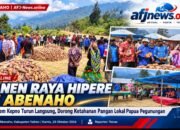 Dari Tanah Pegunungan Papua, Semangat Kemandirian Pangan Menggema! Kadis Sem Kepno Turun Langsung Panen Raya Hipere Bersama Petani Yalimo